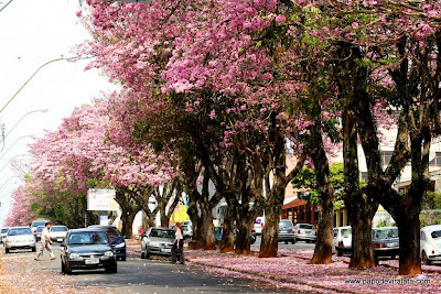Ipês na Avenida Dona Floriana (Grande Avenida), Guaxupé, Minas Gerais, Brasil 